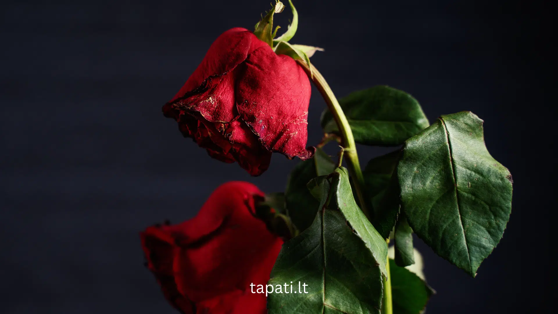 Kodėl baigiasi romantiška meilė 1